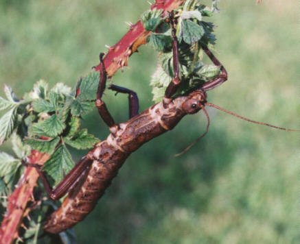 Eurycantha femelle